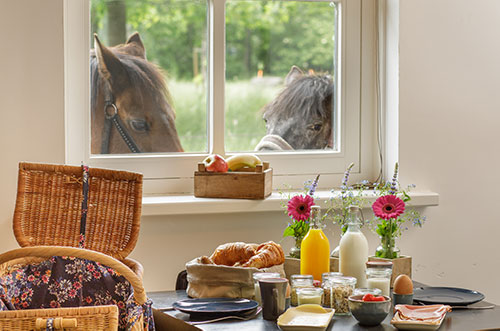 Ontbijt in de natuur met paarden in de wei